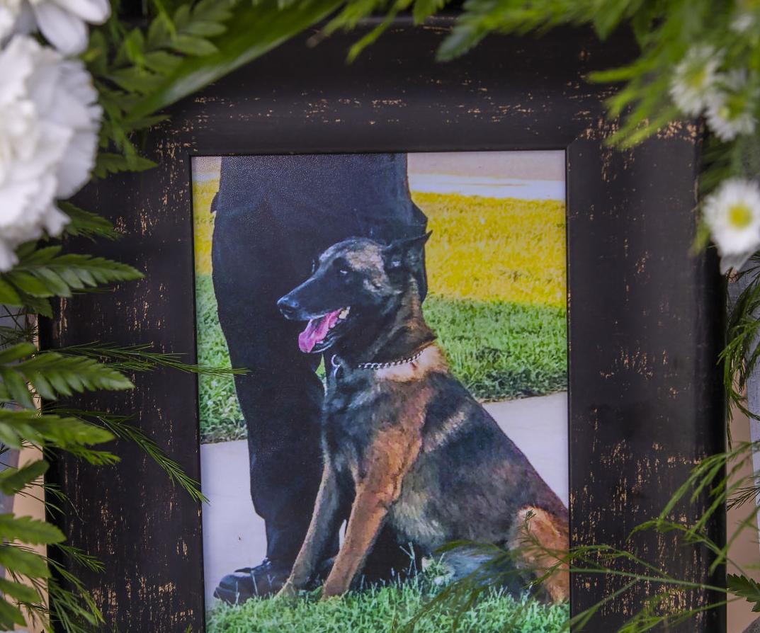Police dog Rambo